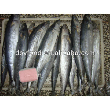 frozen spanish mackerel whole round